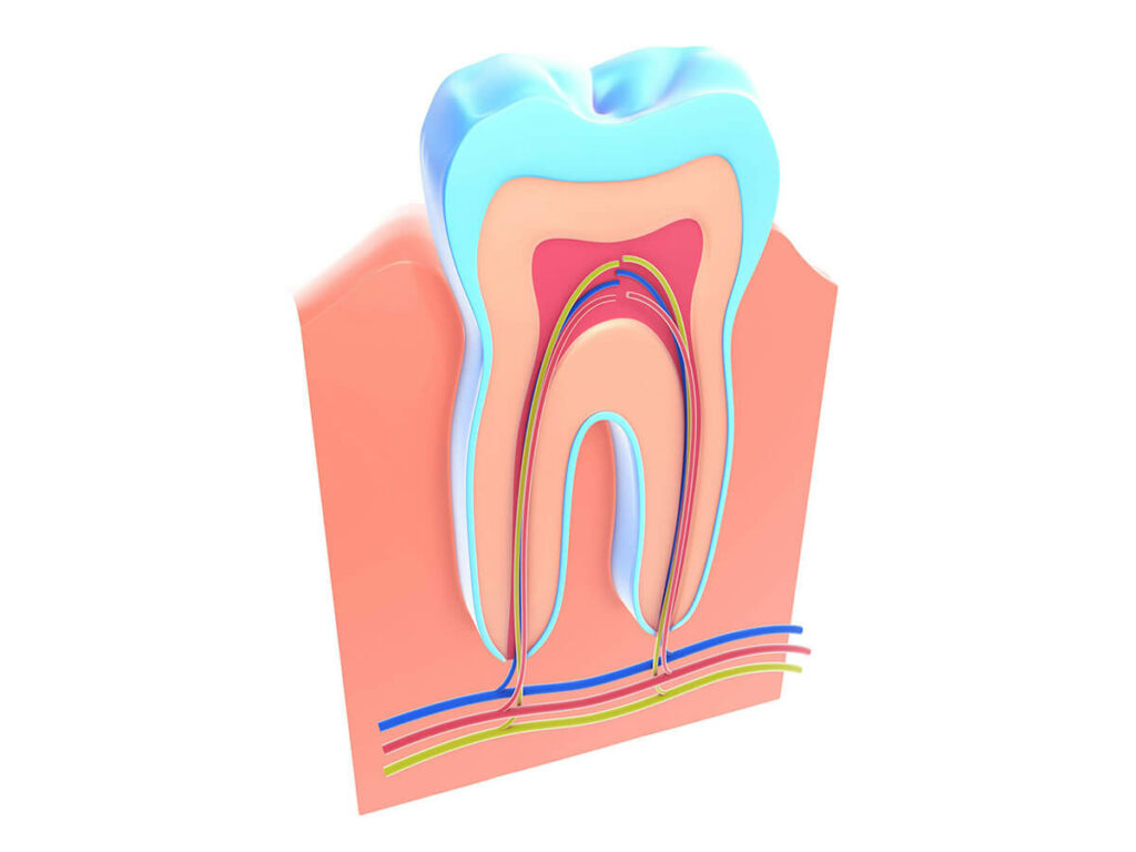 Digital cross-section of the nerves in a tooth.